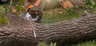 Reliable Walnutport, PA Tree Services Solutions